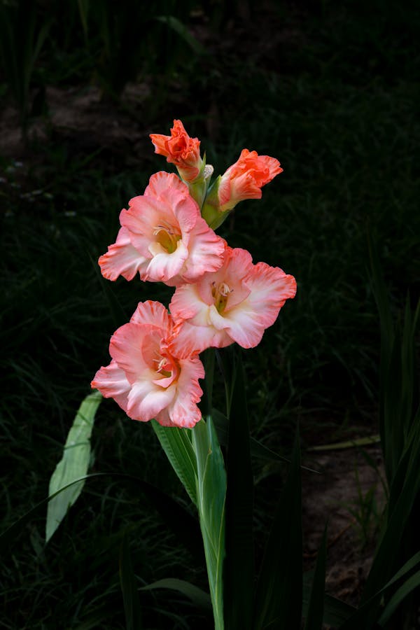 Wholesale gladiolus and tall stems — gladiolas, delphiniums, snapdragons and stock