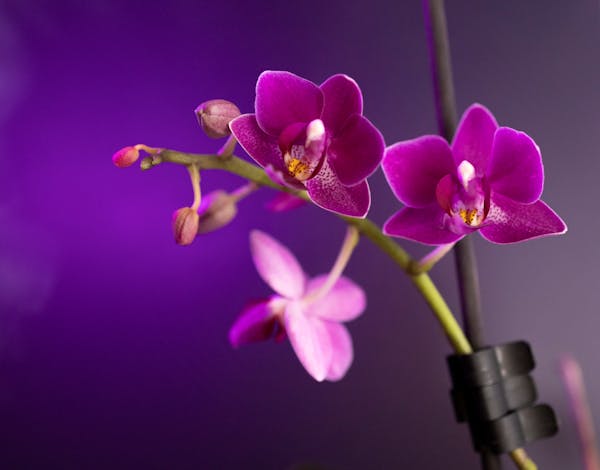 Wholesale orchids — Dendrobium, Cymbidium and Phalaenopsis for events and florists