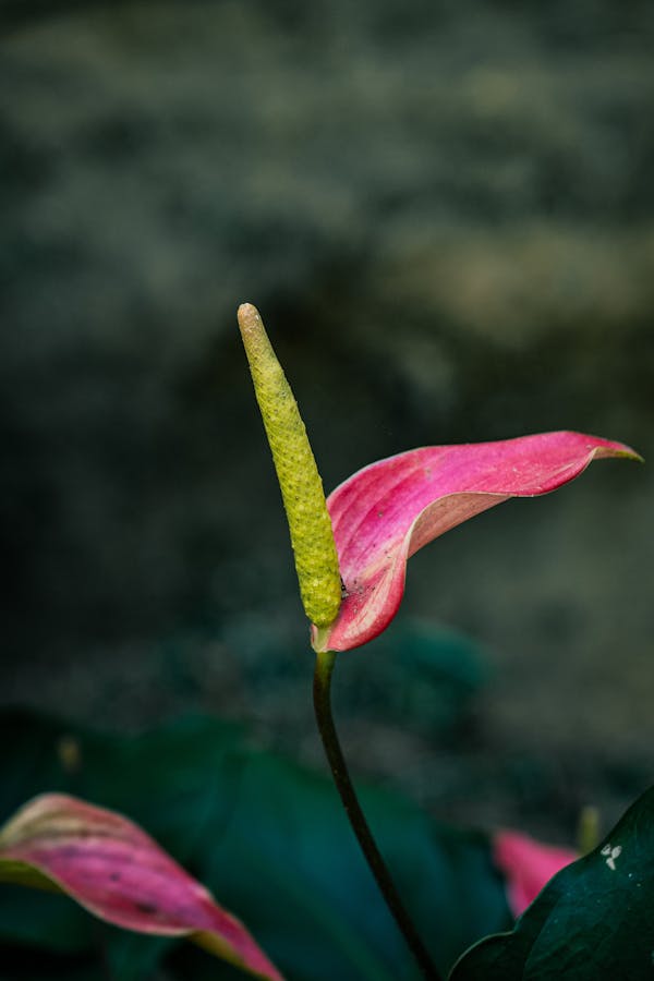 Wholesale tropical flowers — birds of paradise, anthuriums and protea
