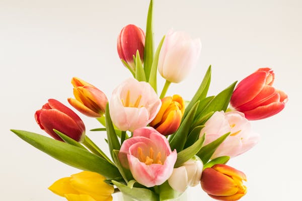 Wholesale tulips and spring bulb flowers — tulips, lisianthus for weddings and events